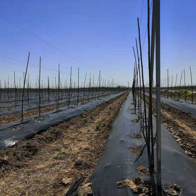 Garten Landwirtschaftsbetrieb Schwarz Anti-Gras Stoff Unkraut Barriere Matte Mulch Steuerung Stoff Werkzeug PORTABLE