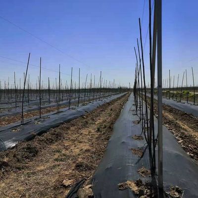 Garten Unkraut Landwirtschaft Bodenbedeckung Landschaft Stoff Telo Pacciamatura Kunststoff Mulchfilm Landwirtschaft