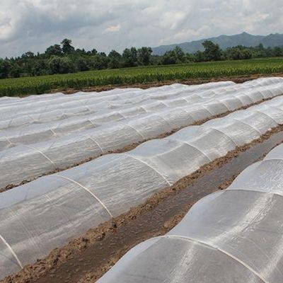 Anti-UV-Insektennetze aus HDPE sind die ideale Lösung für den Schutz von Baumpflanzen