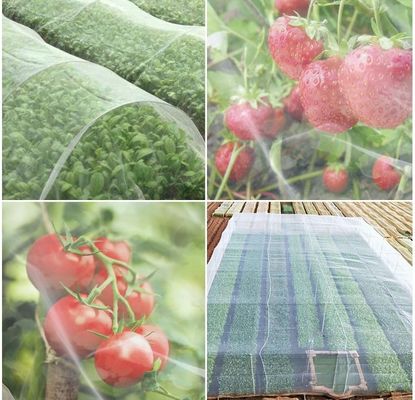 Anti-UV-Insektennetze aus HDPE sind die ideale Lösung für den Schutz von Baumpflanzen