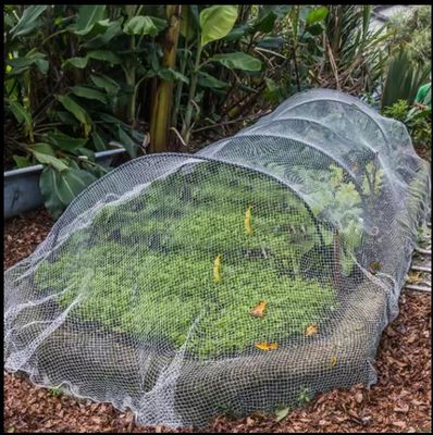 40 80 Masche Insektenschutznetz Gewächshaus Agrar Tomaten Schutz Insektenschutznetz Transparentes Aphidenschutznetz TRAPS
