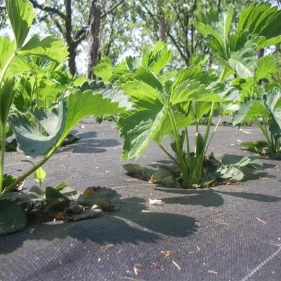 Schutzmembran aus PP Gewebe PE Bodenbedeckung Mesh Weed Mat Roll Anti-Grass Weed Mulch Film